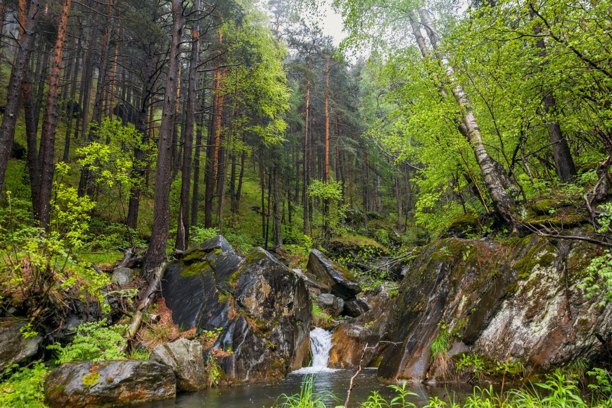 Bach im Wald mit kleinem Wasserfall