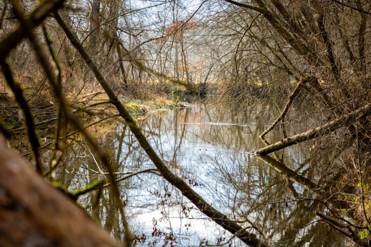 Naturbelassener Flusslauf