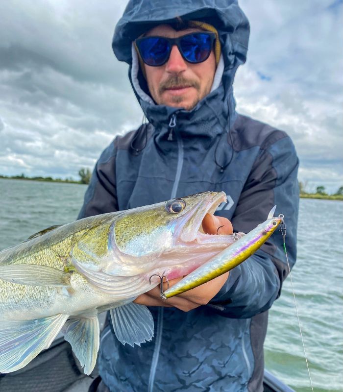 Zander auf den Wobbler Minnow 120 SP