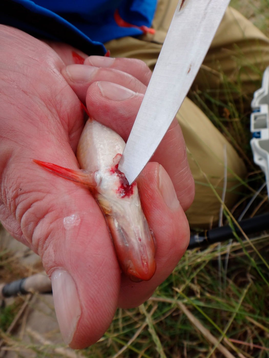 Köderfisch messer herzstich töten