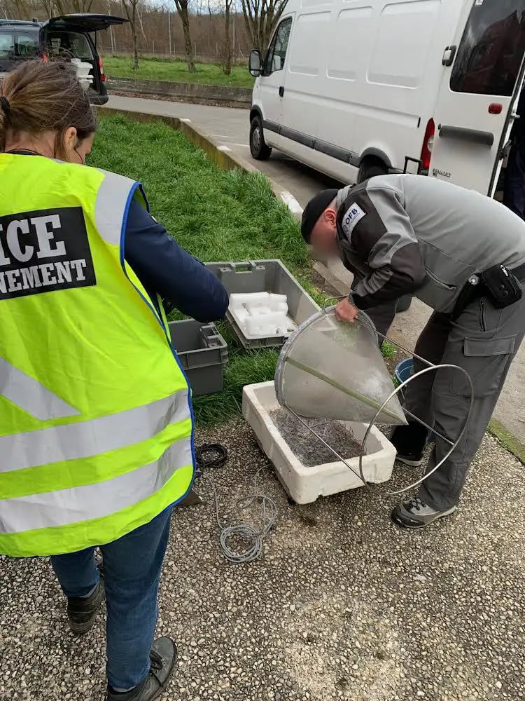 Five tons of smuggled glass eels seized – new smuggling routes discovered