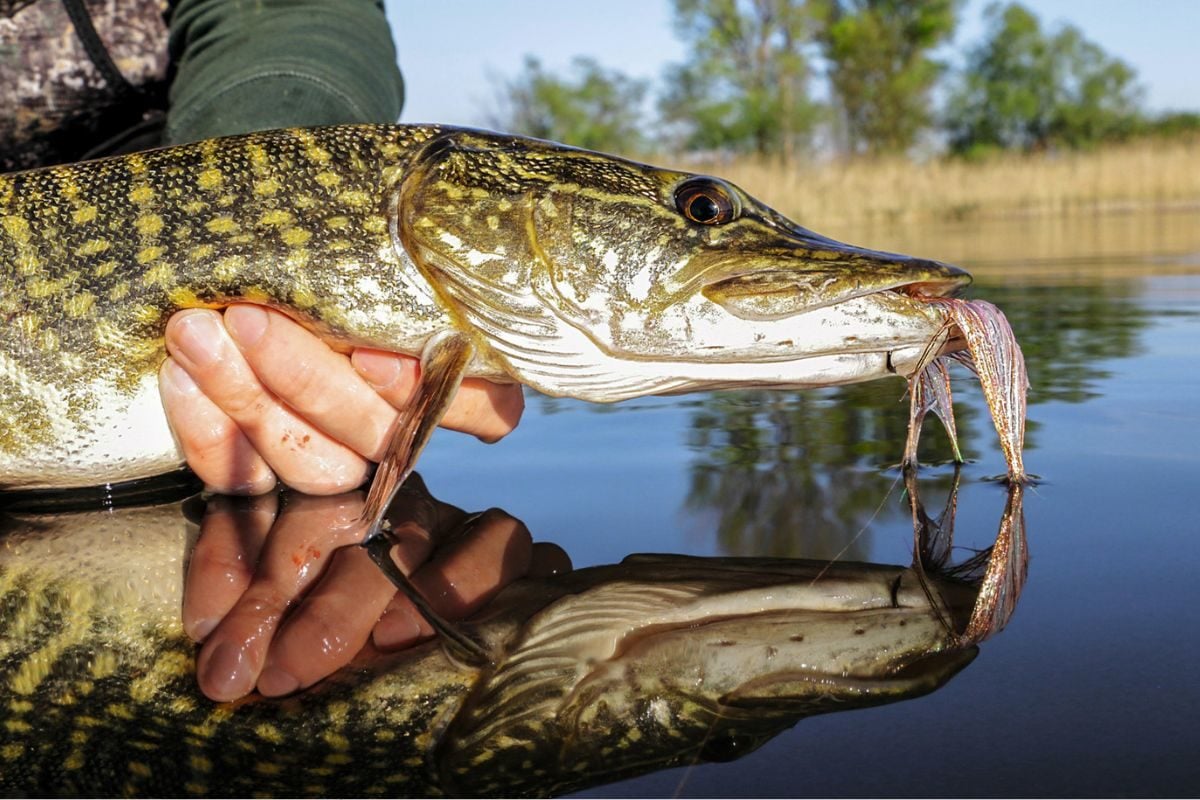 Der unterschätze Speisefisch Hecht, Fangbild