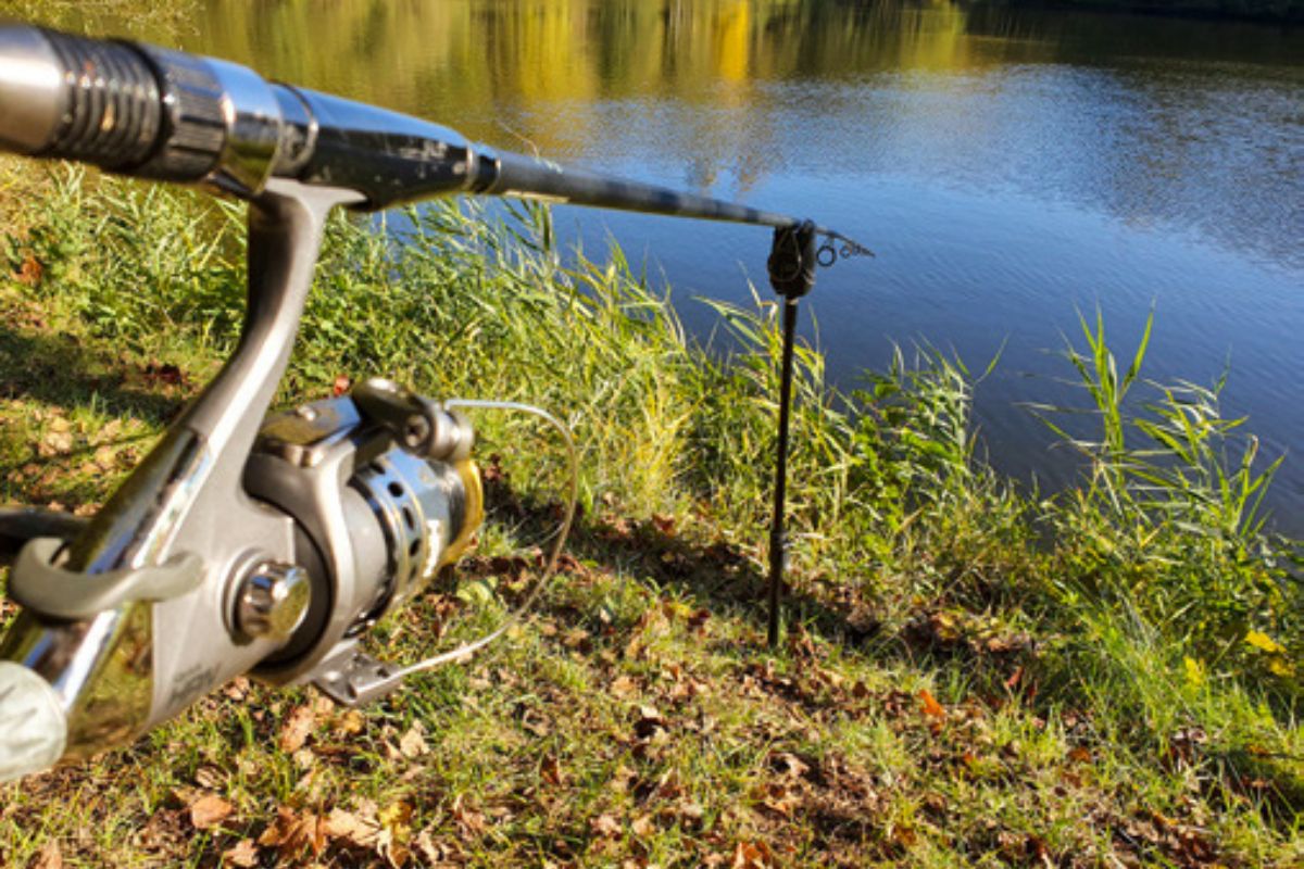 Karpfenruten für das Deadbaiting auf Hecht 