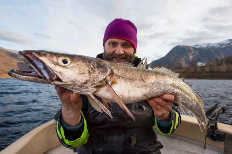 Seehecht aus dem Romsdalsfjord