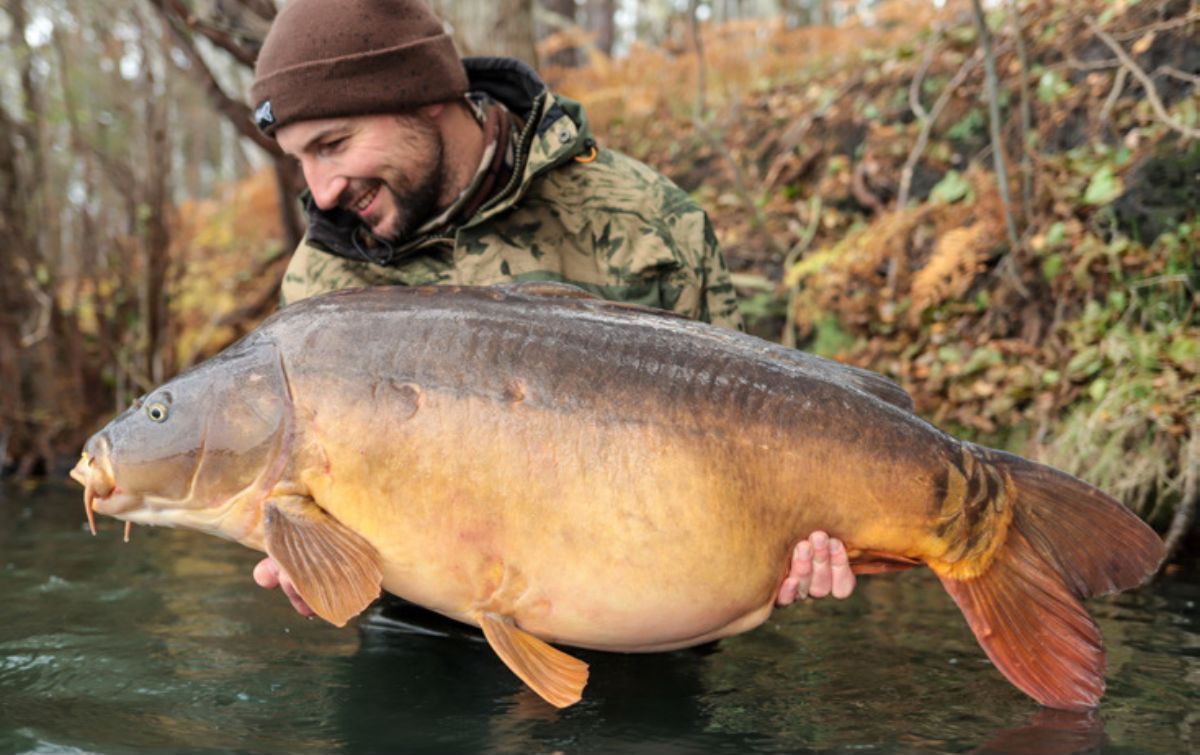 Spiegelkarpfen mit eingeweichten Boilies gefangen