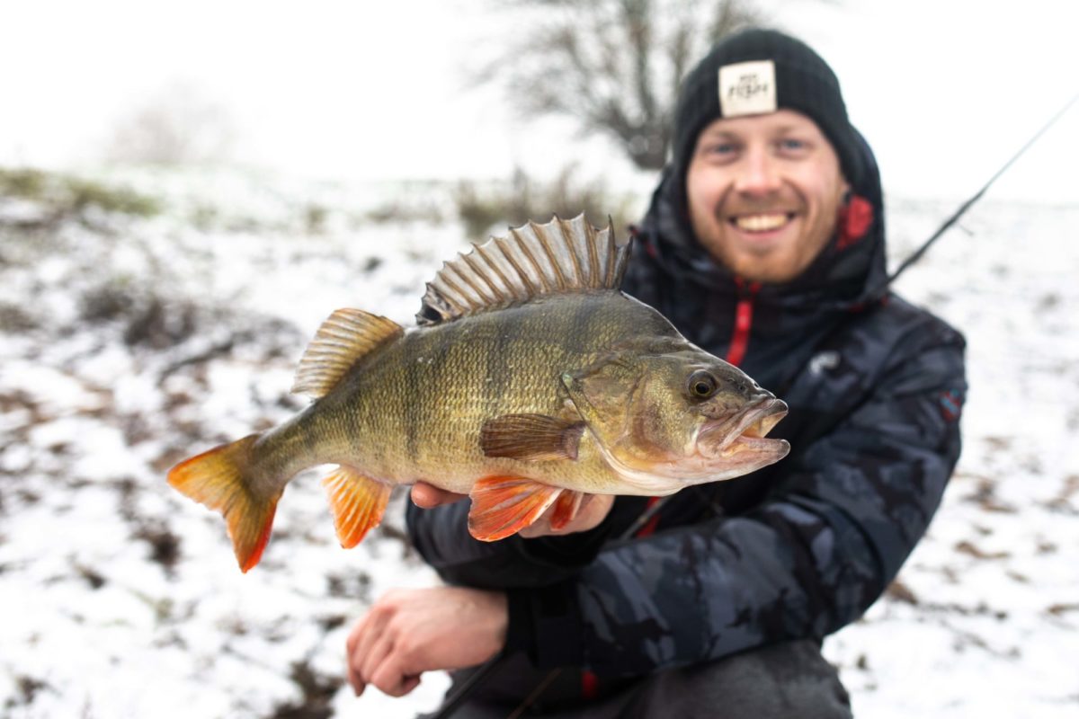 Dicker Barsch im Winter