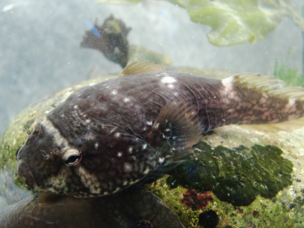 Lebensraum des Northern Clingfish ist die Brandungszone