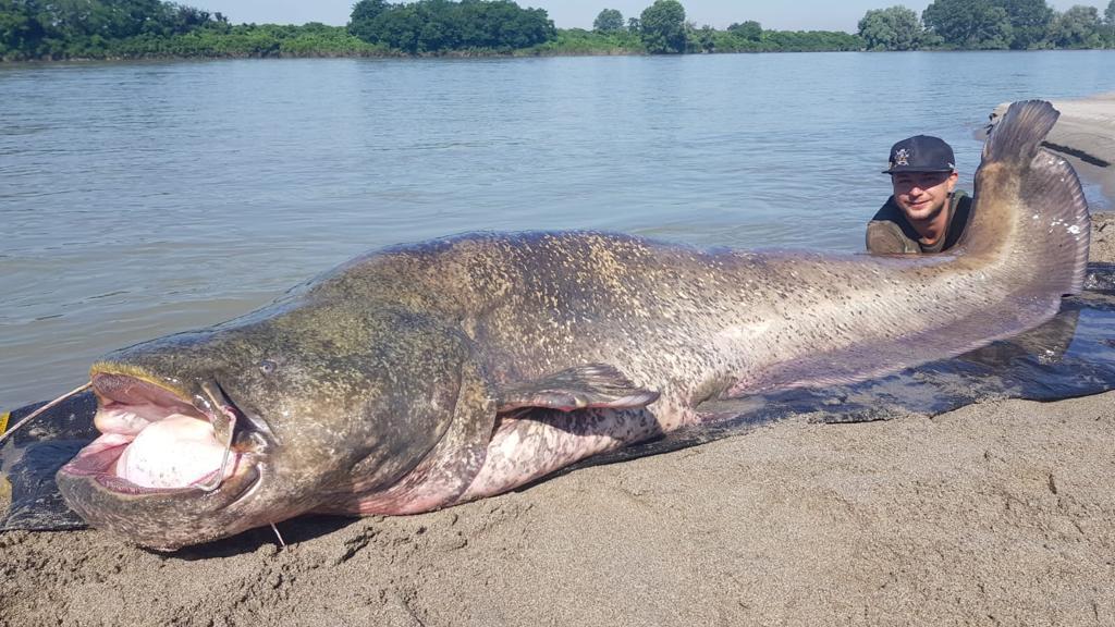 Angler hält Wels mit der Hand fest.