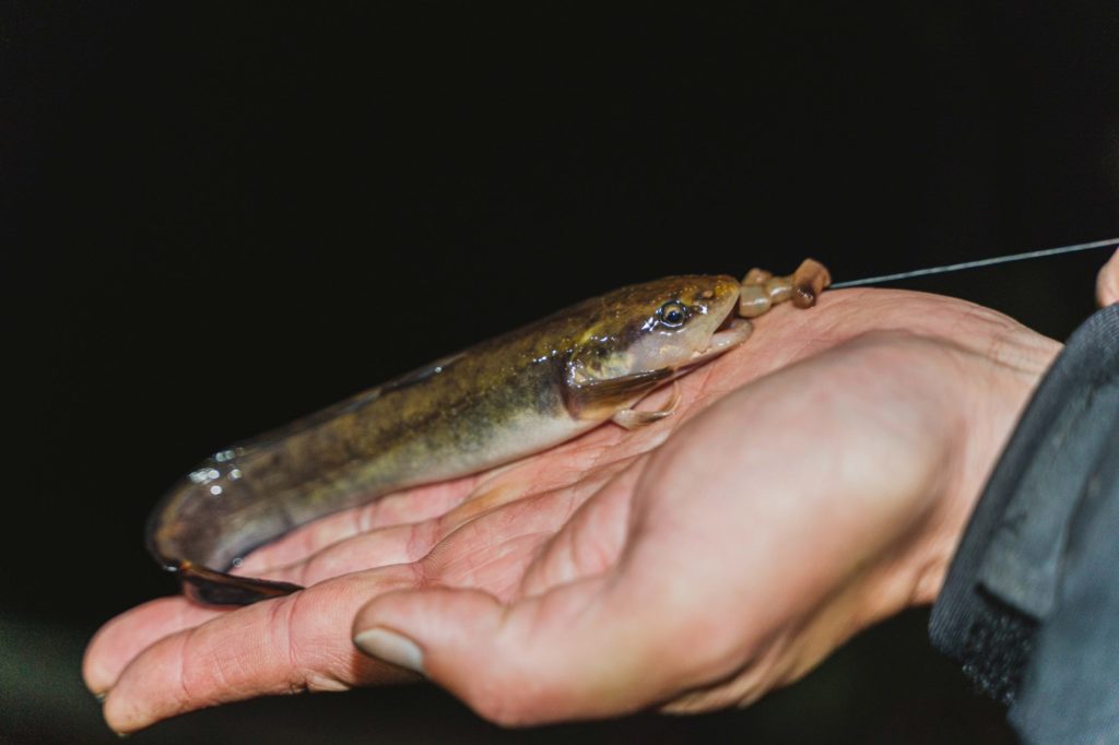 Eine kleine Quappe hat im Winter auf einen Regenwurm gebissen und liegt auf der Hand des Anglers.