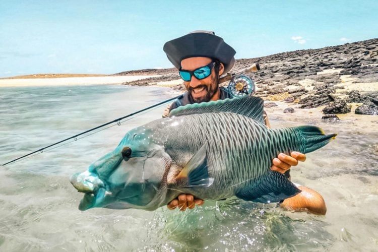 Napoleon-Lippfisch in Djibouti gefangen