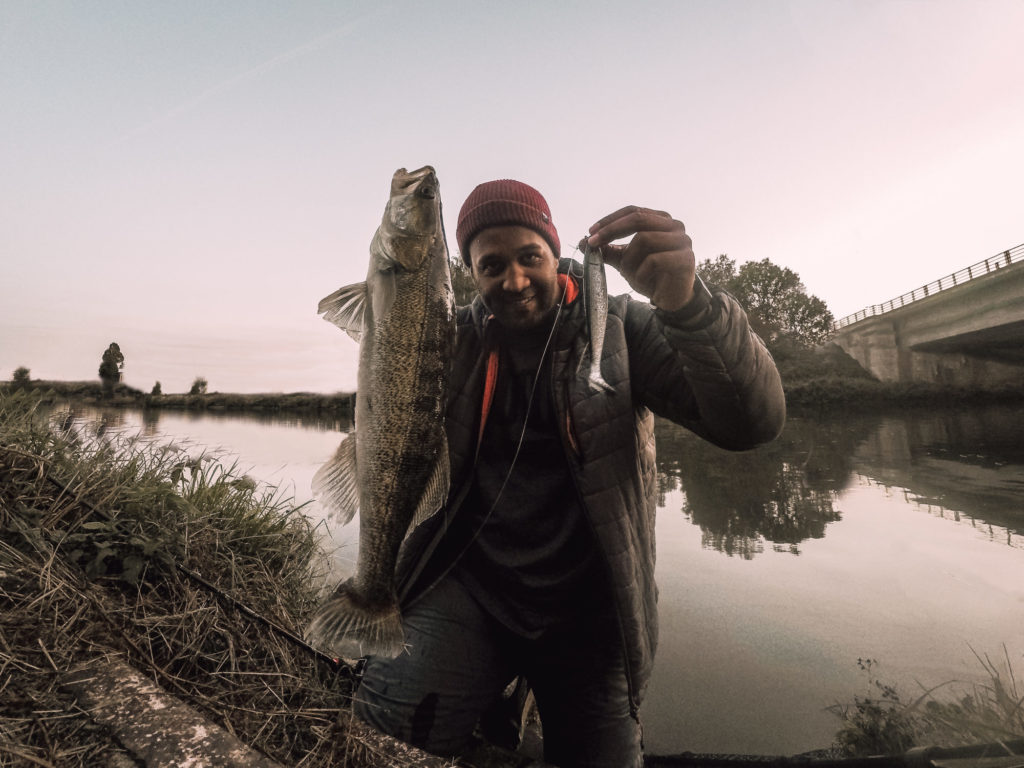 Dem Zander ist die Gummifisch-Größe wichtig