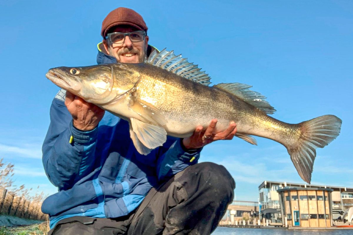 Fangbild: Joran Bal mit Zander