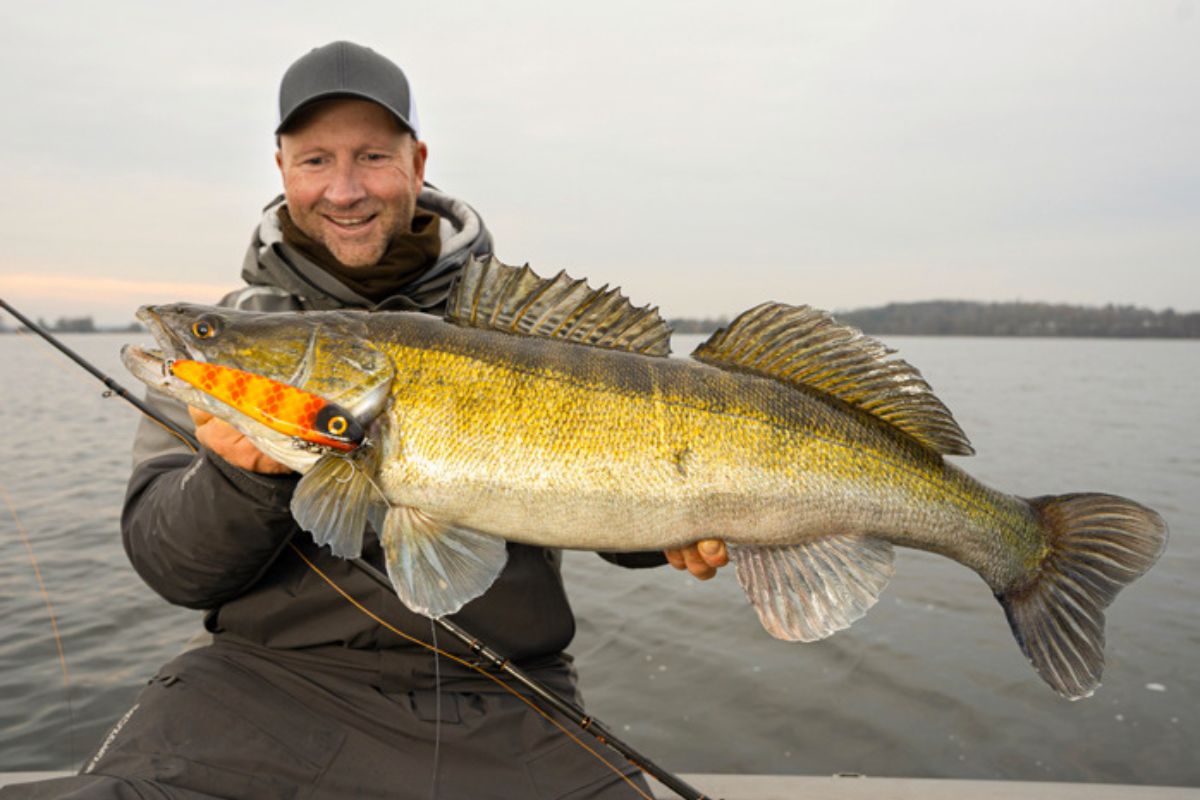 Zander beim Jerken im Winter gefangen