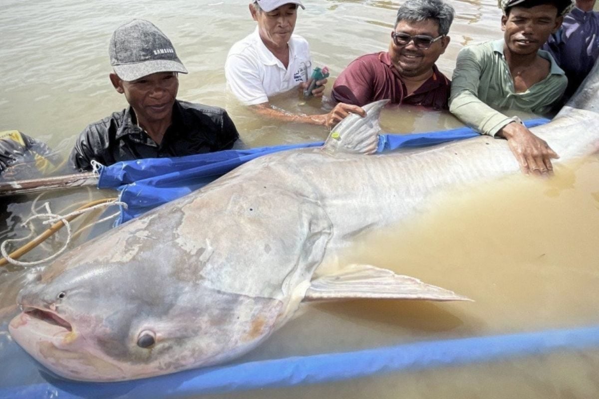 Einer der Mekong-Riesenwelse aus Kambodscha