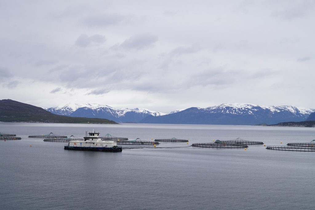 Norwegische Lachszuchten greifen ins Ökosystem ein, weil sie in den Fjorden liegen. Krankheiten können sich dadurch gut auf den Wildbestand übertragen.