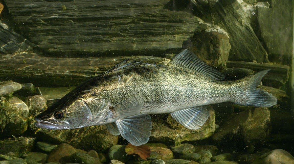 Zander ist der Fisch des Jahres 2025 in der Schweiz BLINKER