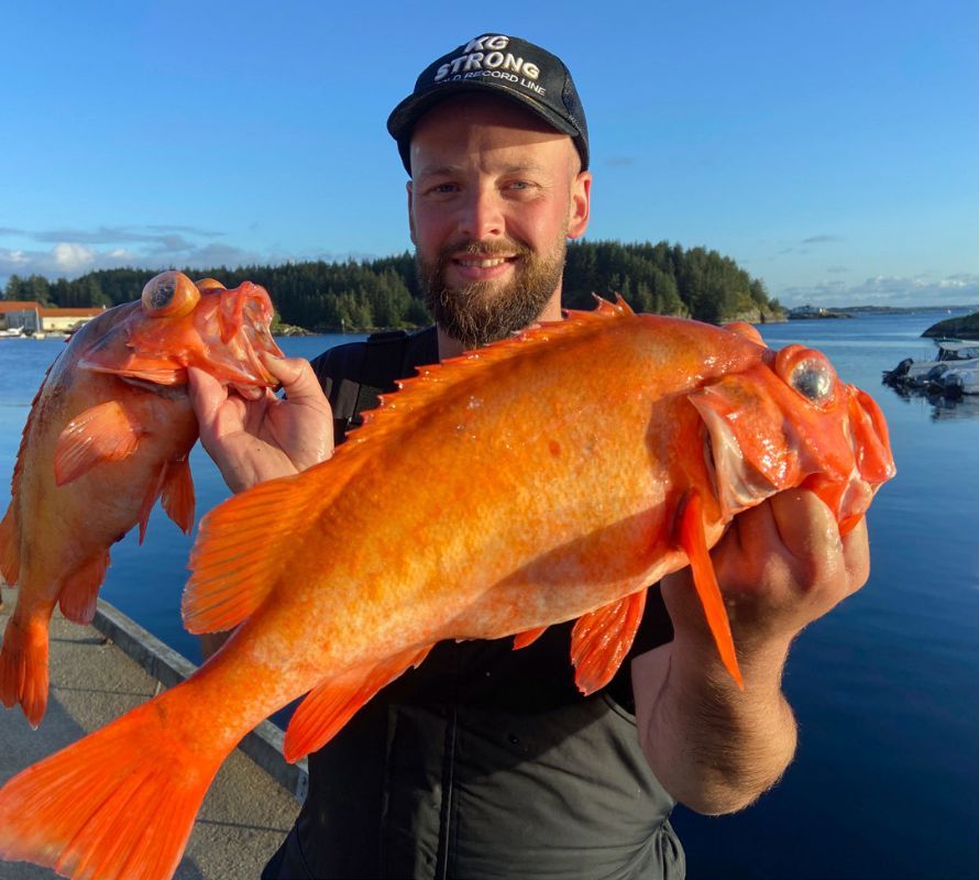 Angler mit zwei schönen Rotbarschen