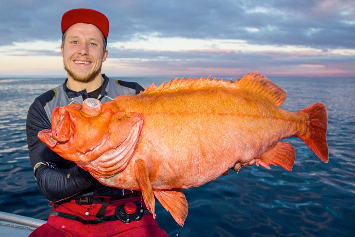 Angler mit Riesen-Rotbarsch in Norwegen