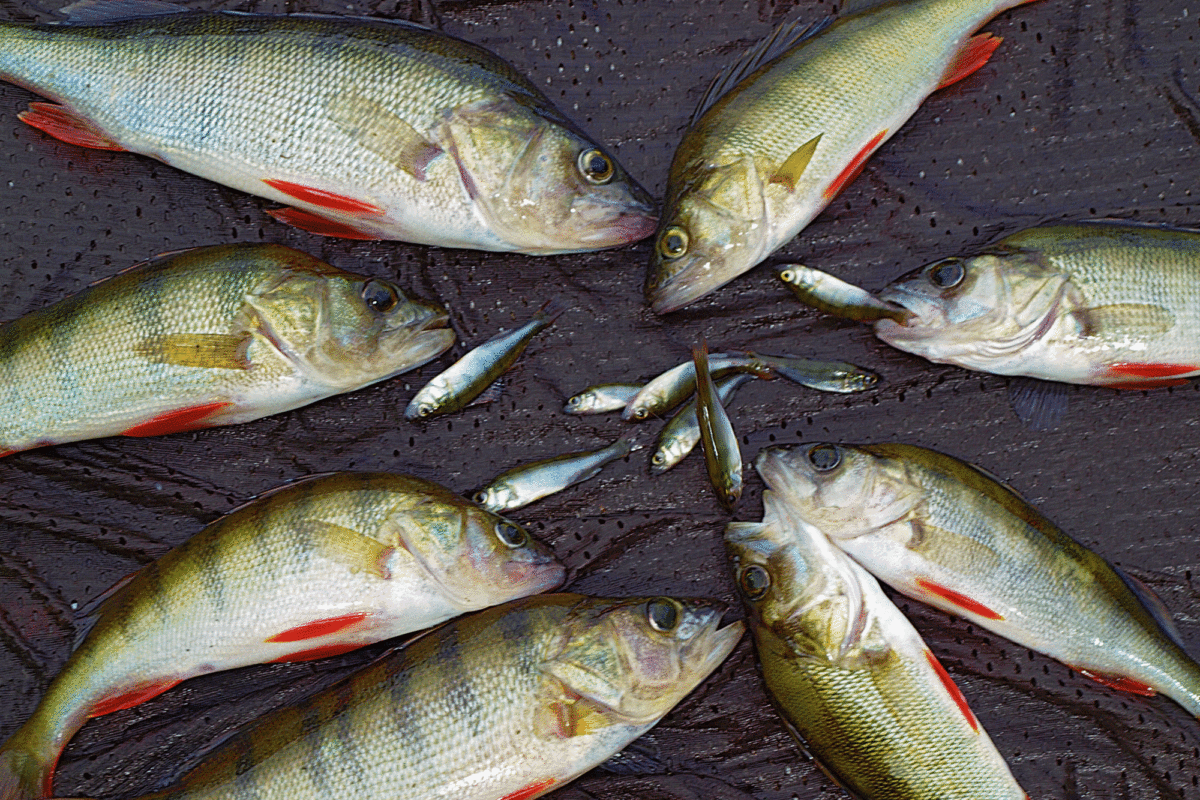 Barschschwarm, Barsche, Köderfische