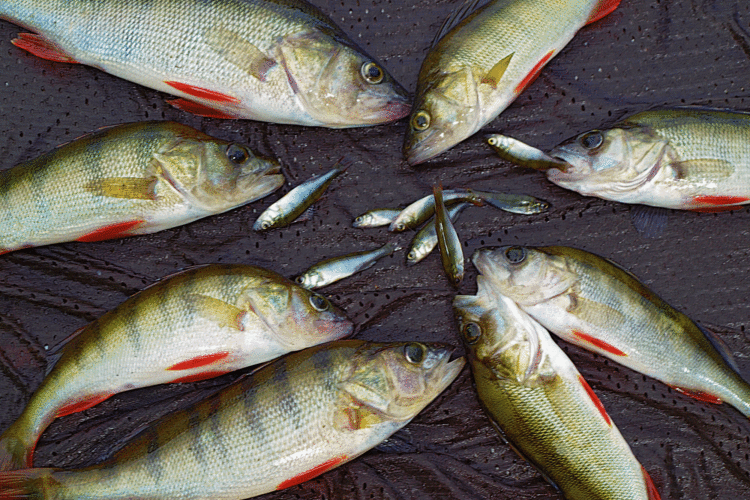 Barschschwarm, Barsche, Köderfische