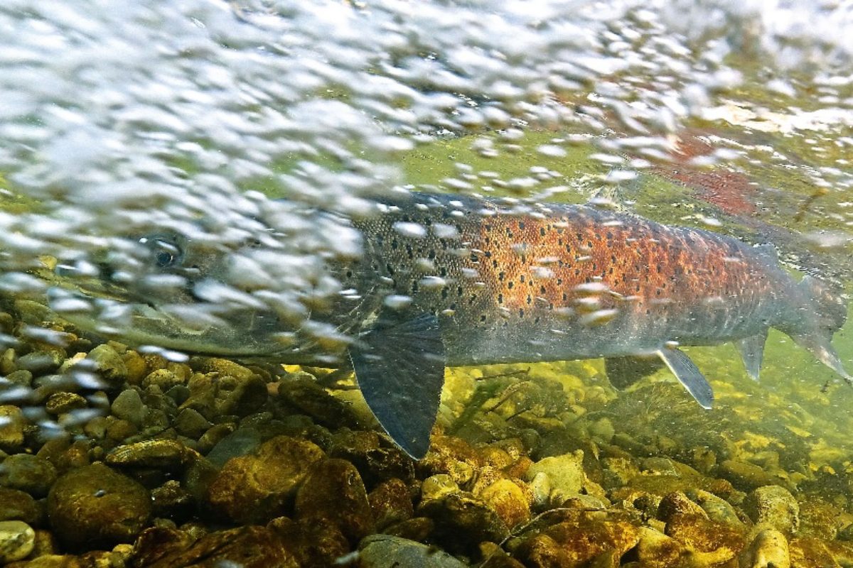 Mythos Huchen – im Winter auf den König der Flüsse