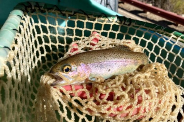 Steelhead-Retter Smolt vor Bränden in Kalifornien