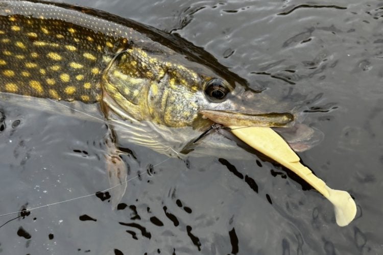 hecht Gummifisch weiß Wasser