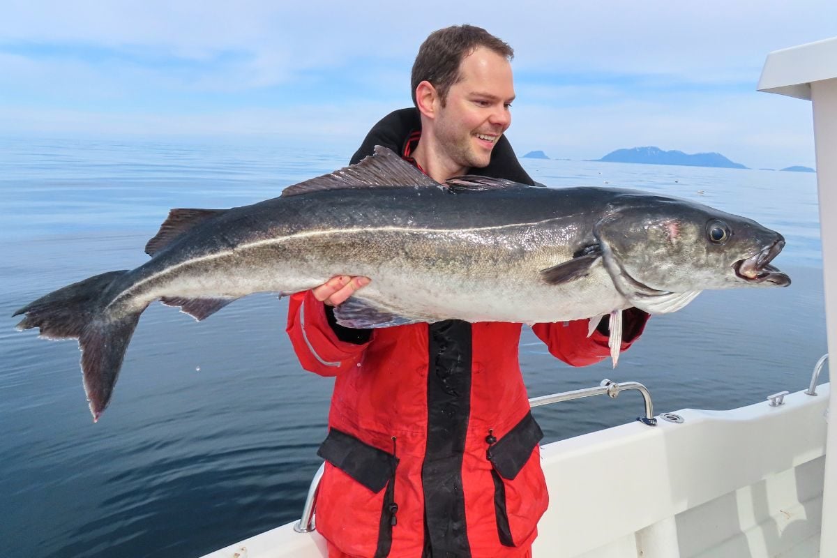 Großer Seelachs aus den Bindalsfjord