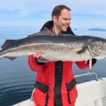 Großer Seelachs aus den Bindalsfjord