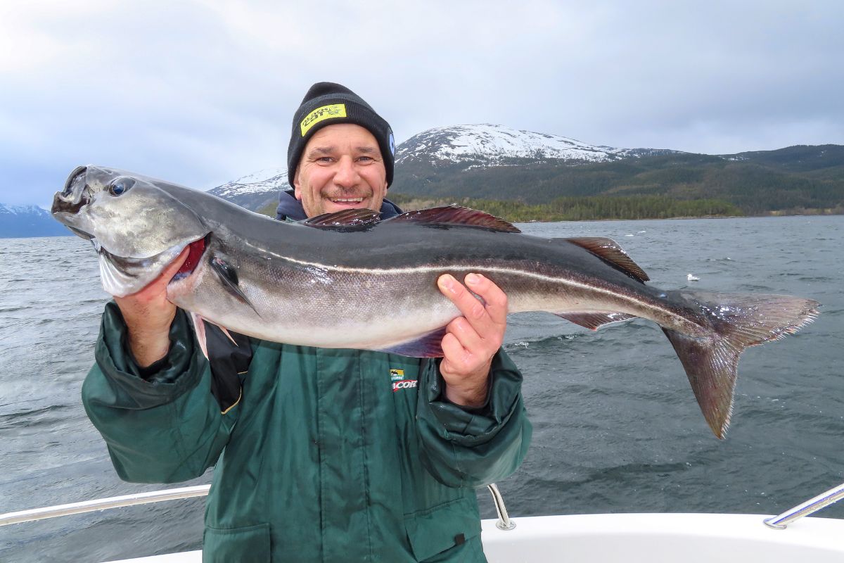 Seelachs aus dem Bindalsfjord