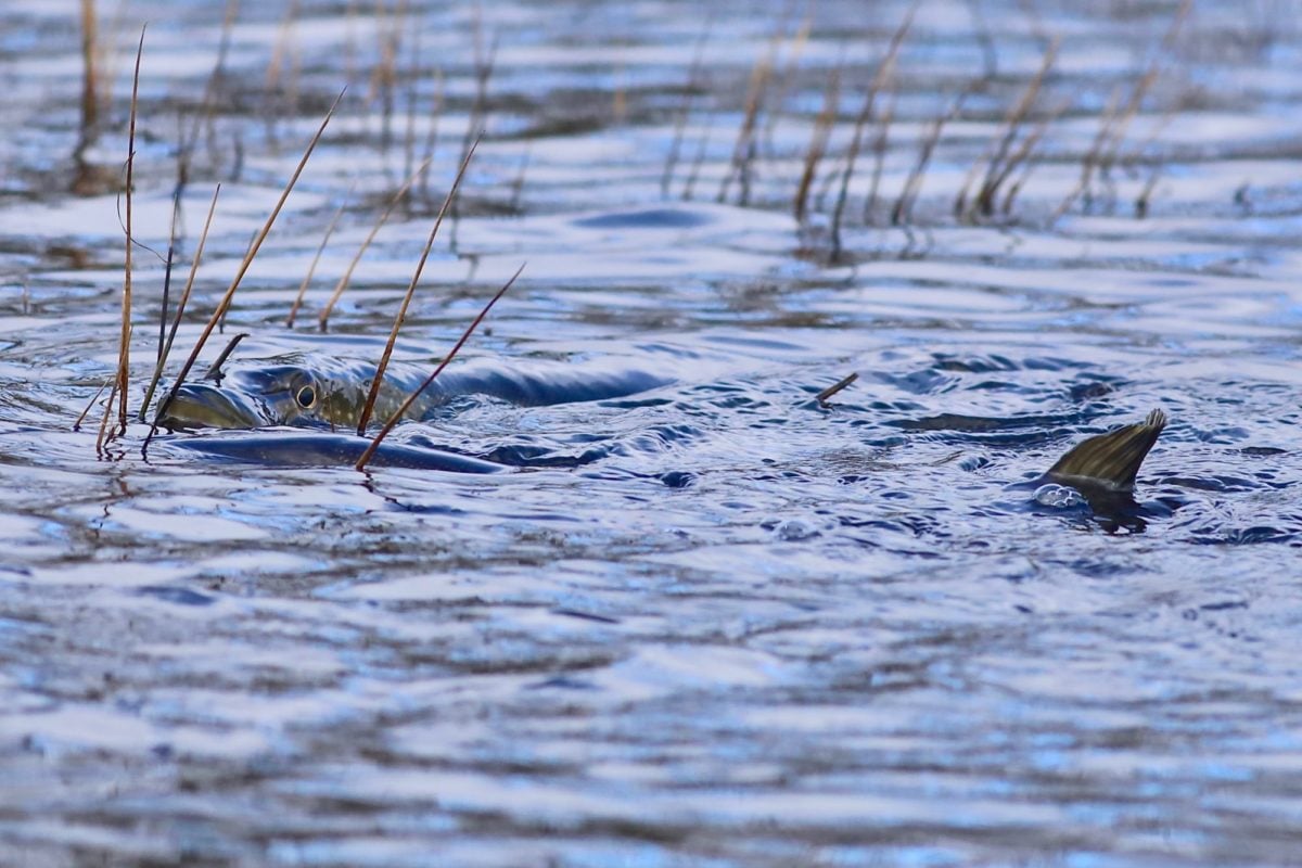 Hechte im Bodden vor Rügen