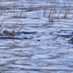 Hechte im Bodden vor Rügen