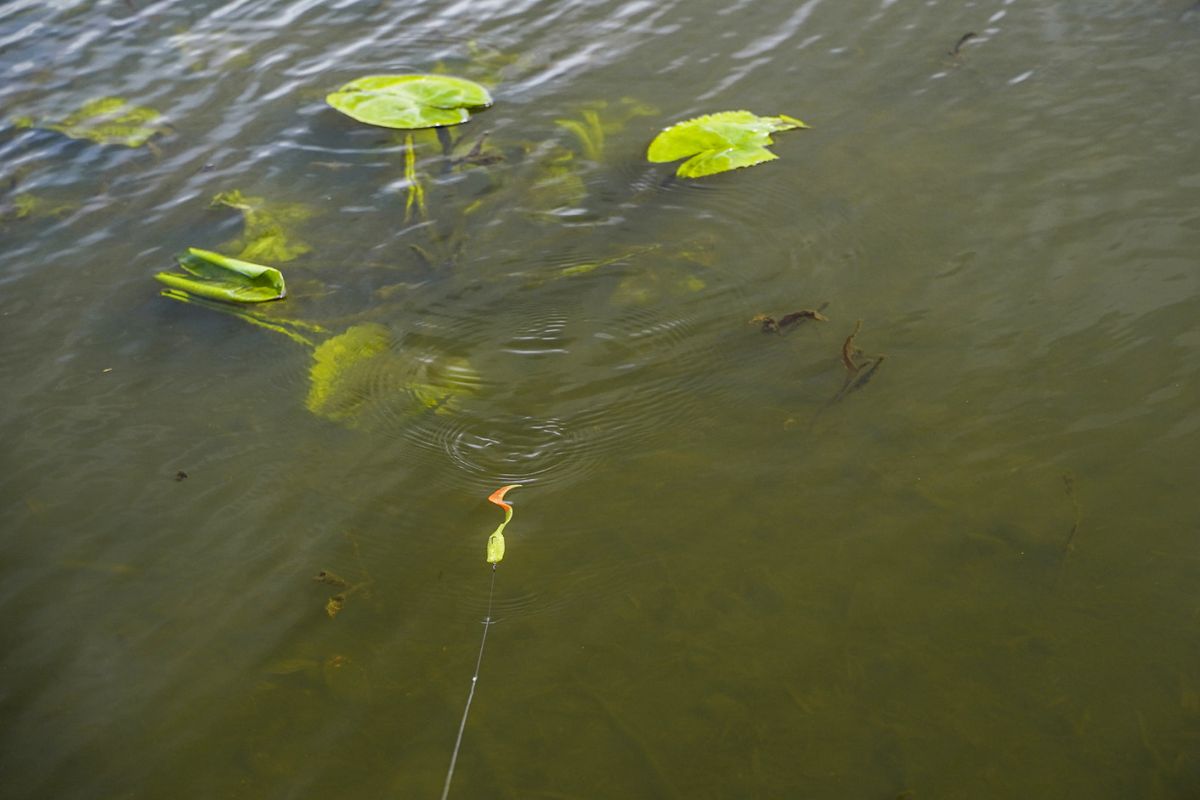 Halber Doppelschwanztwister: Laufverhalten im Flachwasser