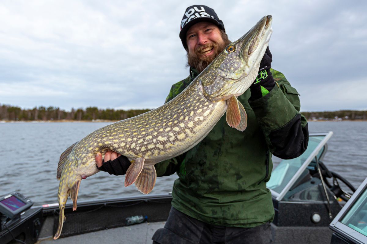 Mathias Arnham mit kapitalem Hecht aus dem Vänern