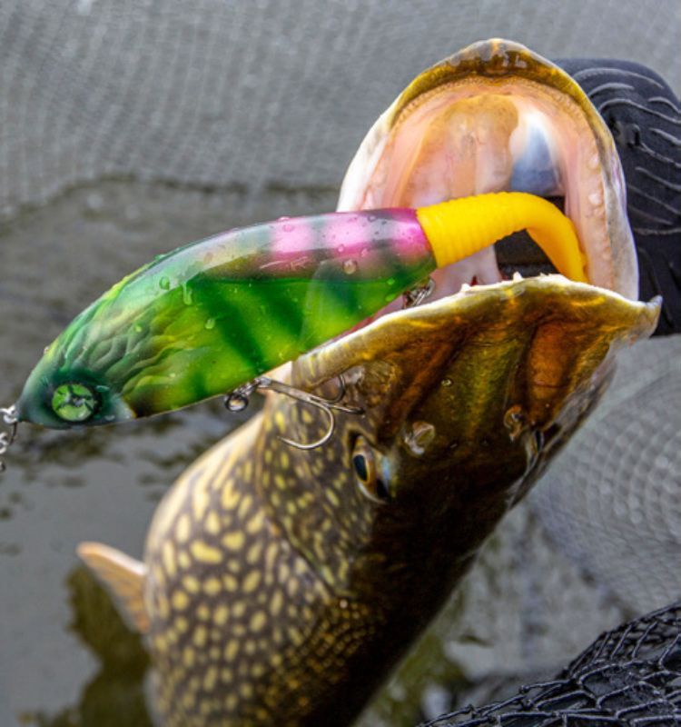 Hecht aus dem Vänern auf Jerkbait