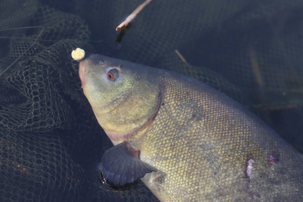 Schleie im Wasser mit gelbem Boilie im Maul