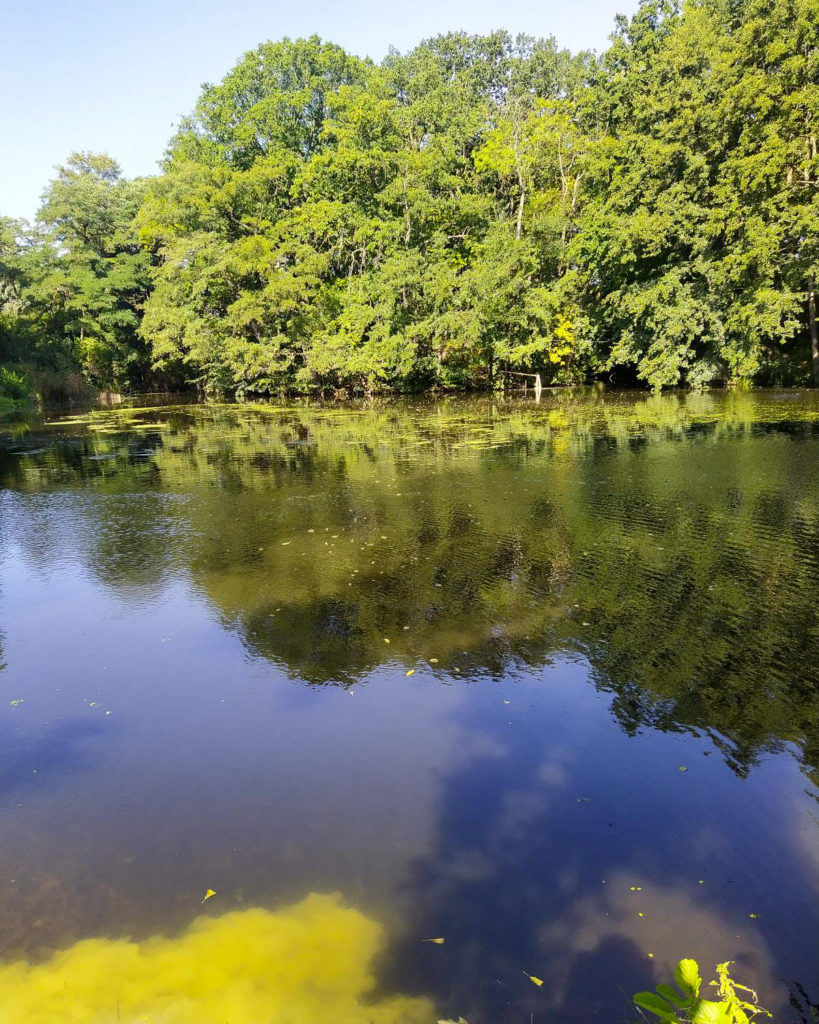 Um eine Verlandung des Gewässers zu verhindern, wurden Wasserlinsen und Laub entfernt.