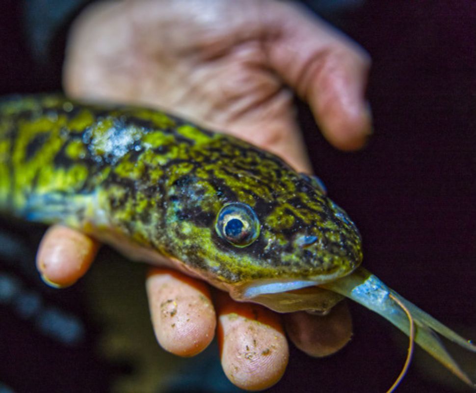 Quappe auf Köderfisch gefangen