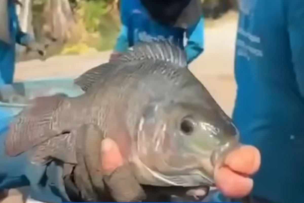 Kurioser Fang in Thailand: Tilapia mit dicken Lippen