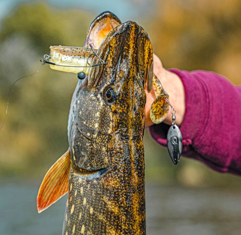 Hecht gefangen auf Gummifisch mit Bauchgewicht am Shallow Rig