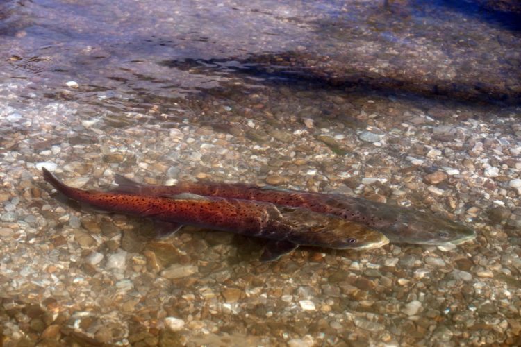 Huchen Bayerns Fisch des Jahres 2025