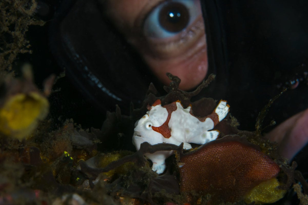 Fische erkennen Menschen neue Studie