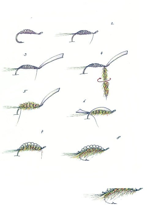 Swimming Gammarus