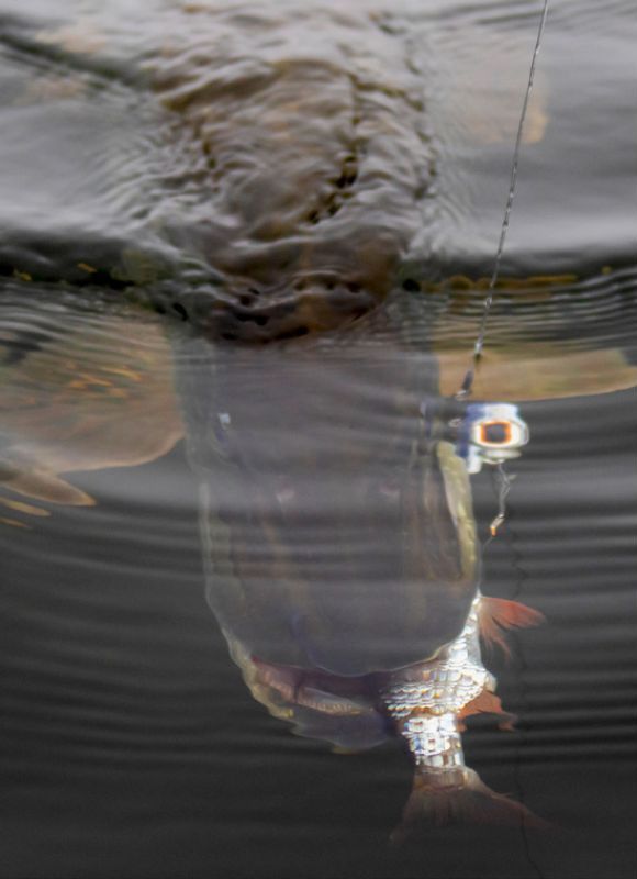 Hecht auf Köderfisch am Fireball