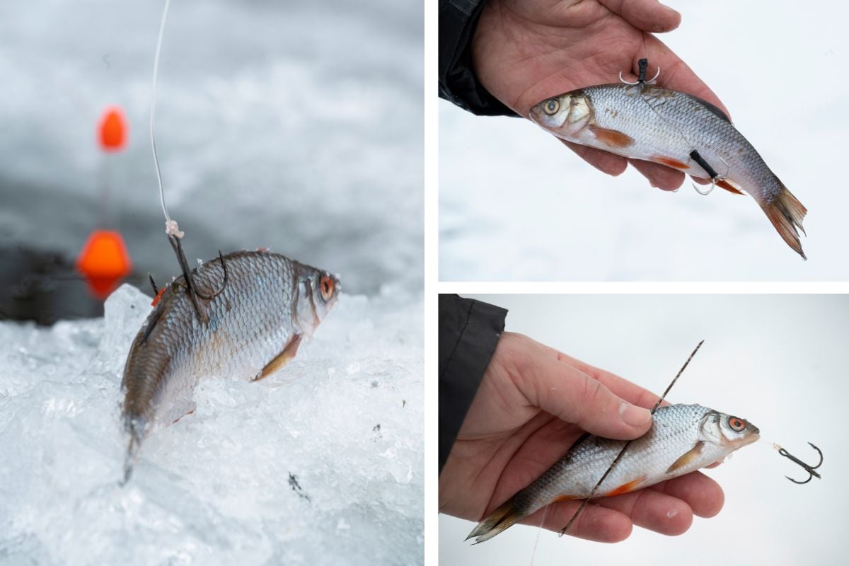 Köderfisch anködern