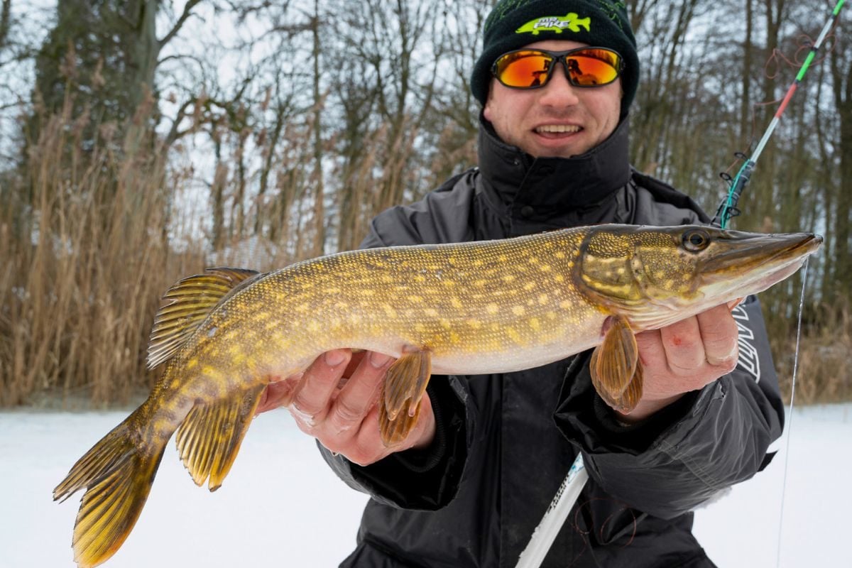 Erfolgreich beim Eisangeln auf Hecht: Angler mit schönem Winterhecht