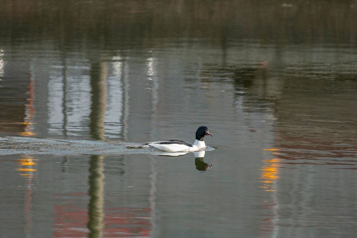 Gänsesäger schwimmt auf einem Gewässer, in dem sich die Stadt spiegelt