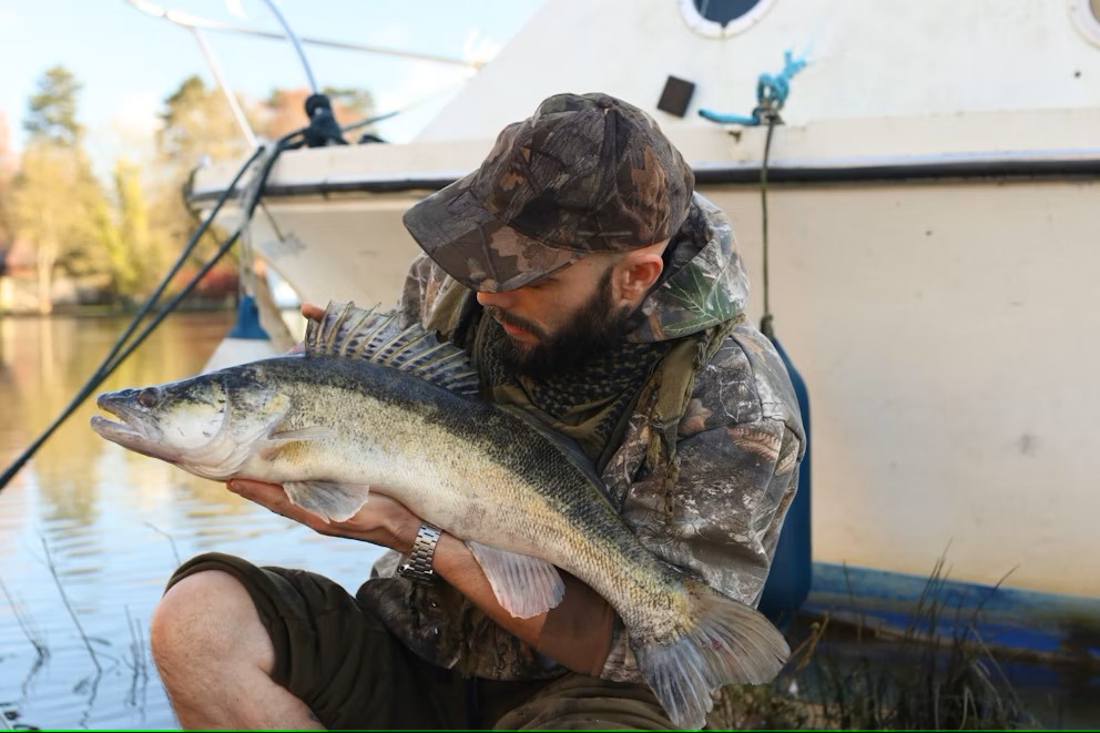 Ein schöner Beifang: Zander von 10 lb aus der Themse