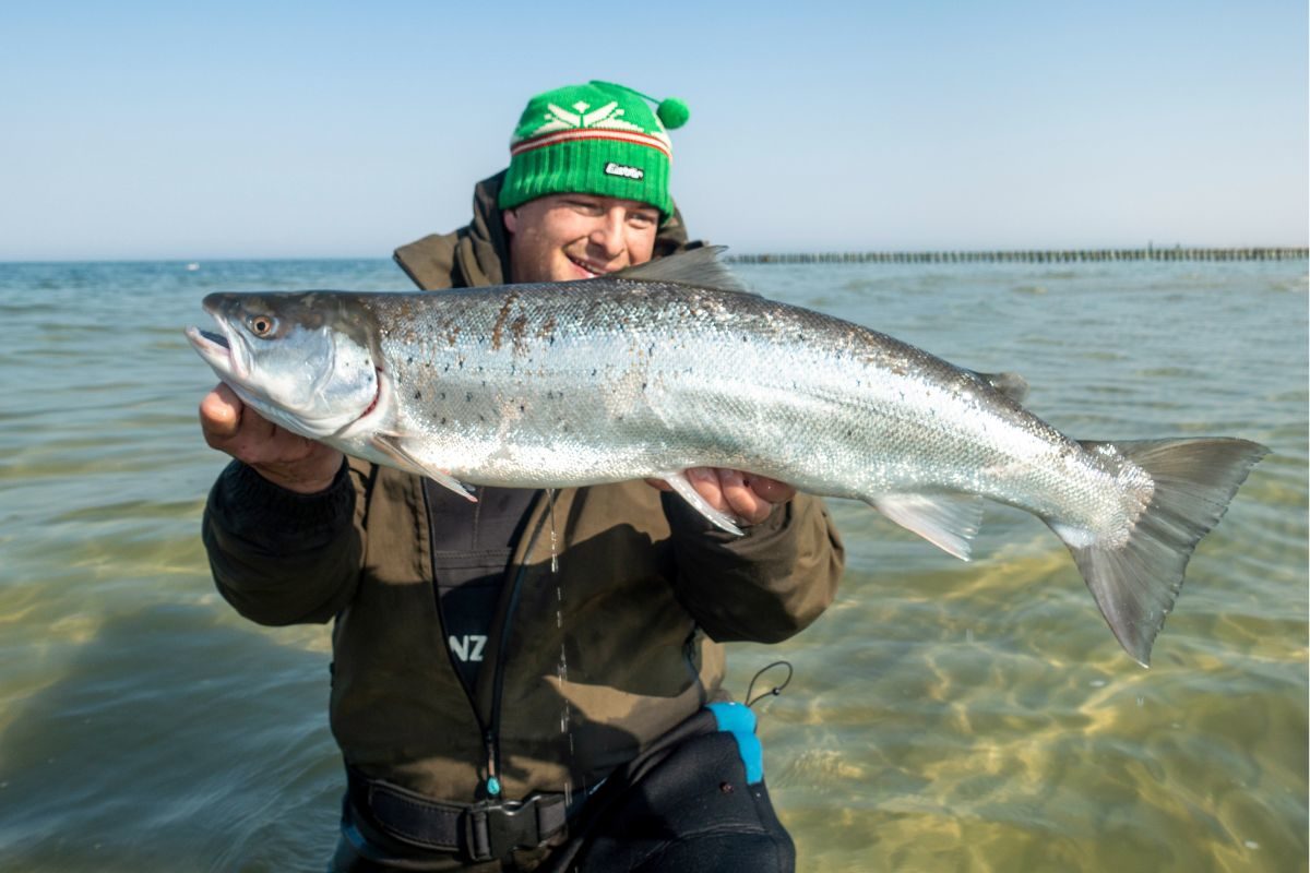 Angler mit einer von vielen Meerforellen am Sandstrand