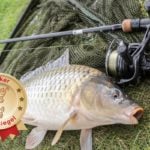 Schuppenkarpfen neben der Shimano Baitrunner X-Aero 4000 FB an einer Angel